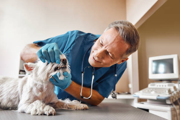 Best Emergency Wisdom Teeth Removal in Wiggins, MS